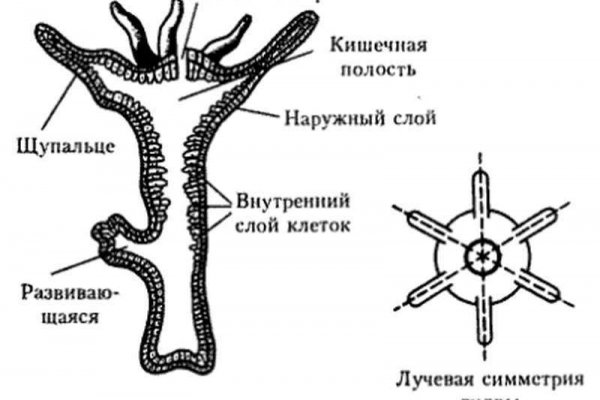 Маркетплейс кракен kraken darknet top